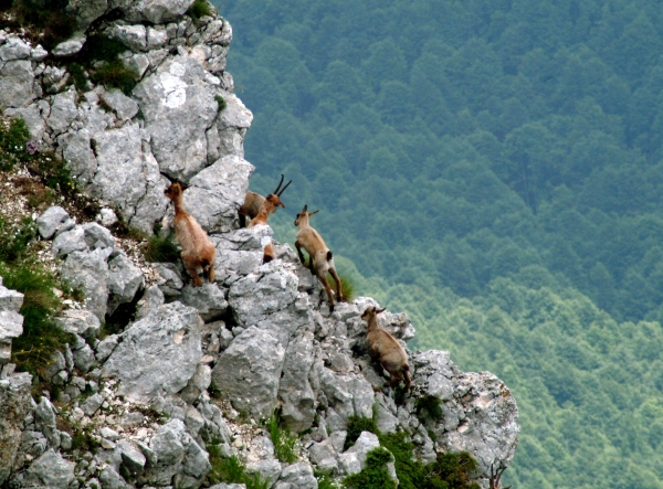 Camoscio d''Abruzzo Rupicapra pyrenaica ornata